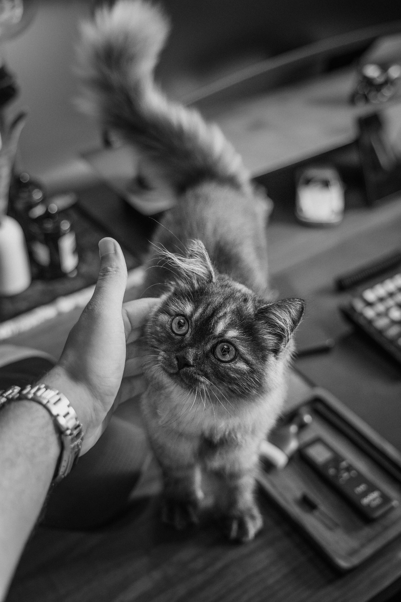 Mano che accarezza un gattino sulla scrivania